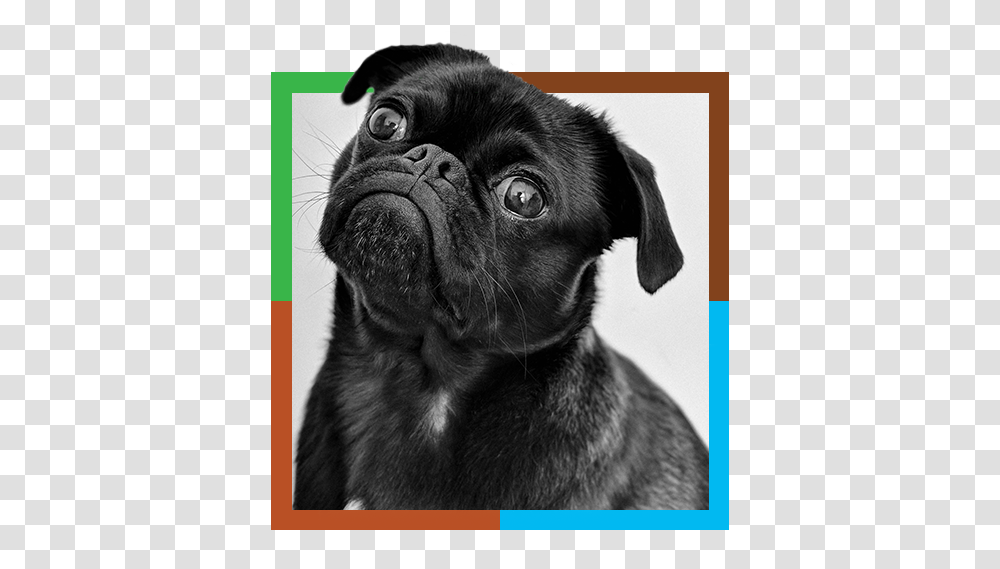 Pug, Dog, Pet, Canine, Animal Transparent Png