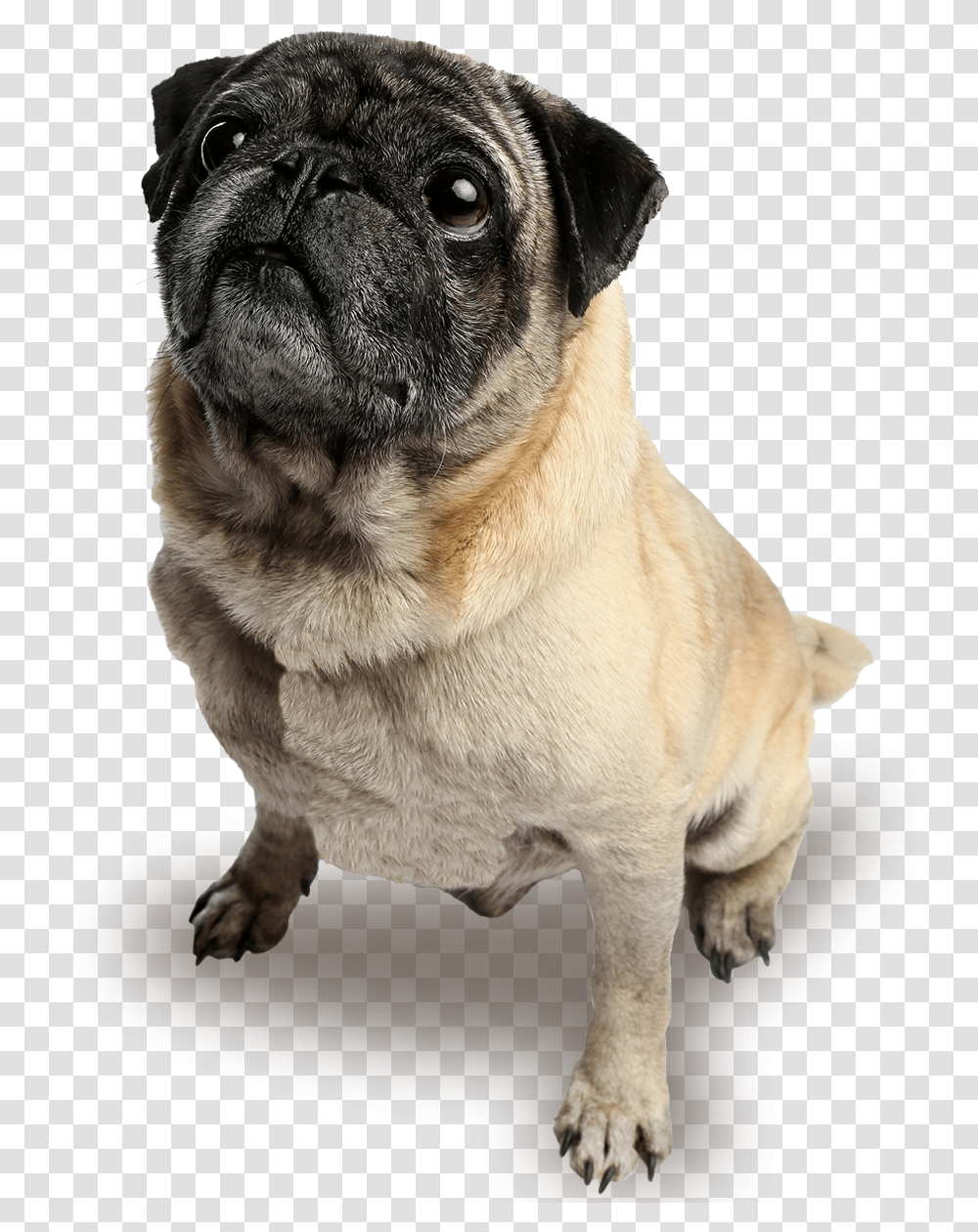 Pug, Dog, Pet, Canine, Animal Transparent Png