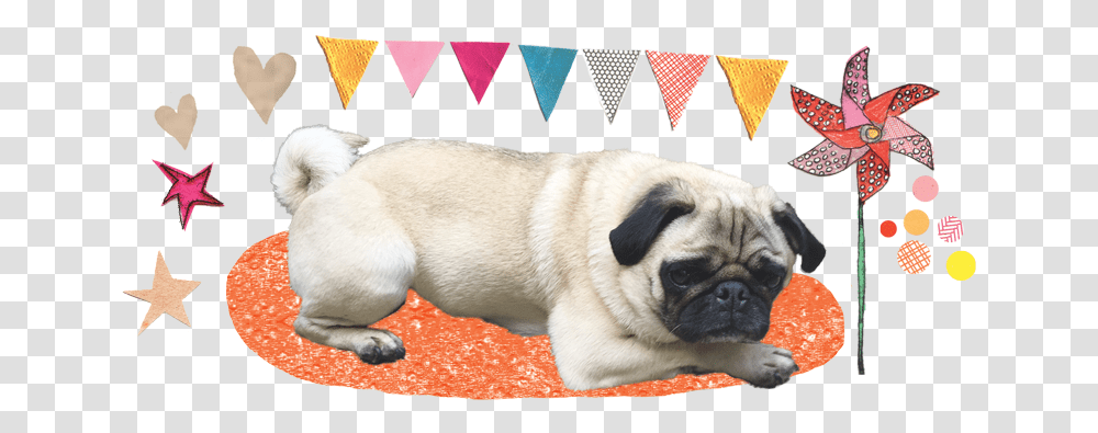 Pug, Dog, Pet, Canine, Animal Transparent Png