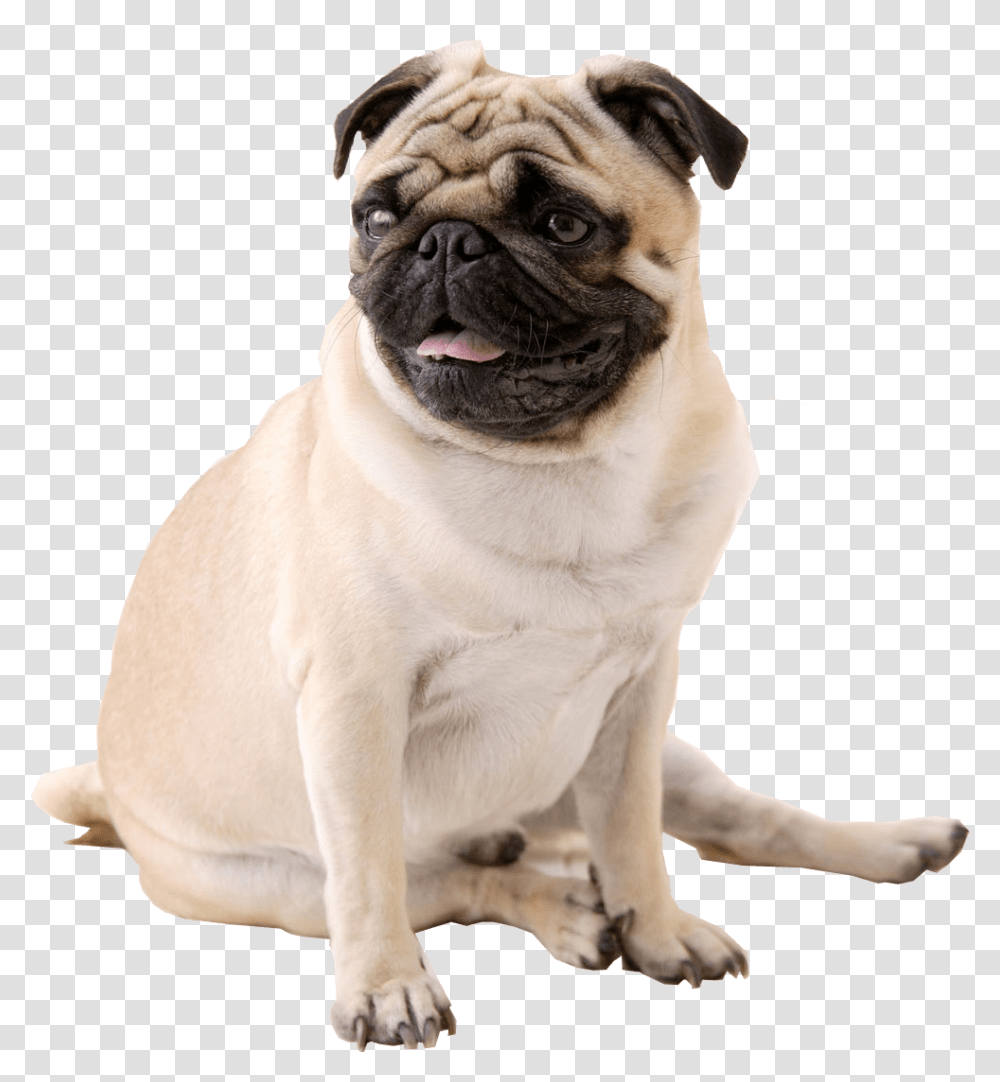 Pug, Dog, Pet, Canine, Animal Transparent Png