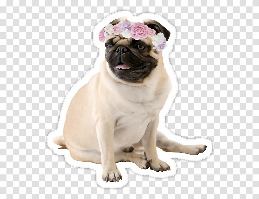 Pug, Dog, Pet, Canine, Animal Transparent Png