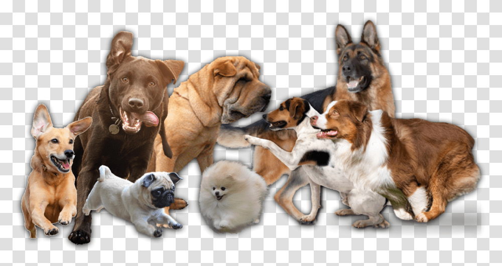 Pug, Dog, Pet, Canine, Animal Transparent Png