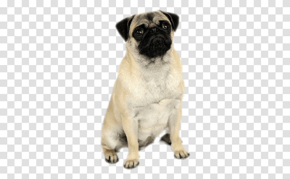 Pug, Dog, Pet, Canine, Animal Transparent Png