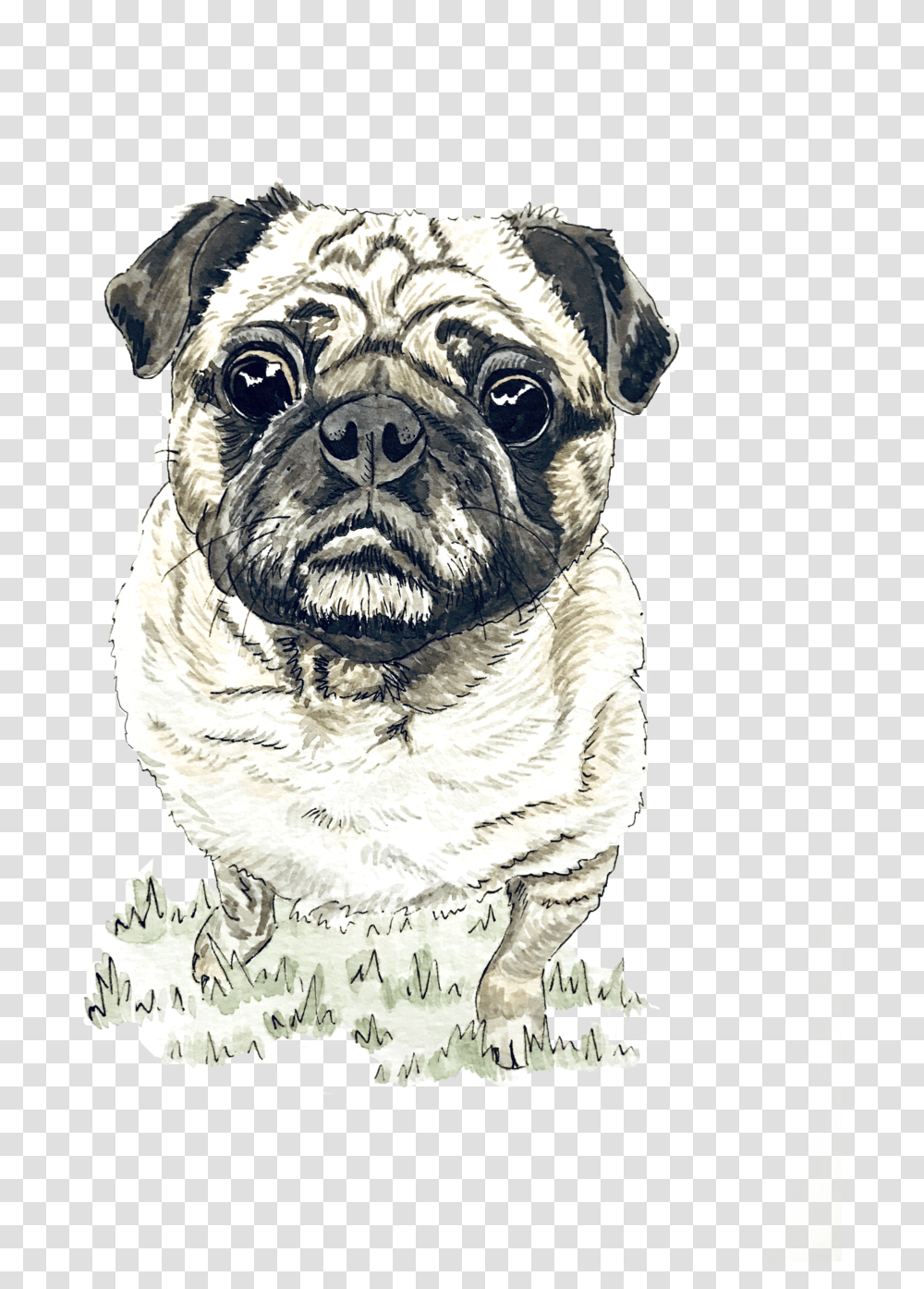 Pug, Dog, Pet, Canine, Animal Transparent Png