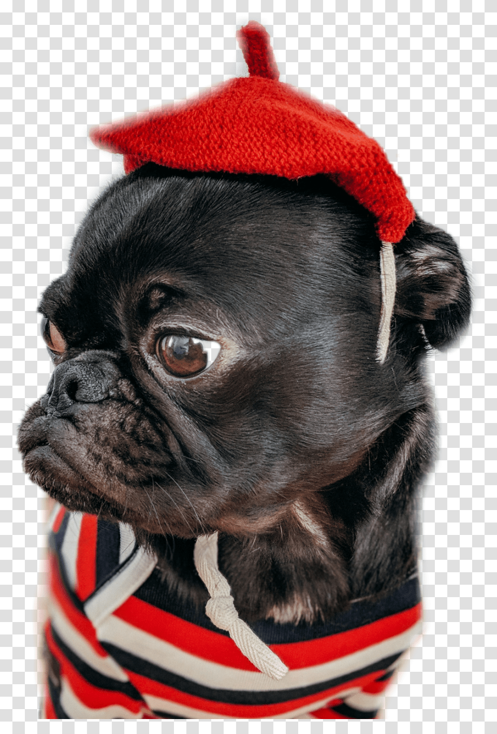 Pug Dog Sweet Red Stripes Animals In People Vclothes Dog, Pet, Canine, Mammal, Bulldog Transparent Png
