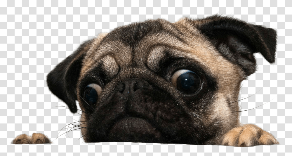 Pug Face Pug, Dog, Pet, Canine, Animal Transparent Png