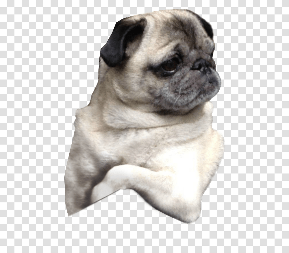 Pug Face Pug No Background, Dog, Pet, Canine, Animal Transparent Png