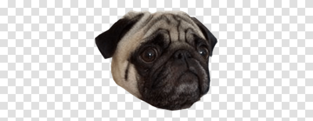 Pug Face Roblox 700371 Images Pngio Pug, Dog, Pet, Canine, Animal Transparent Png