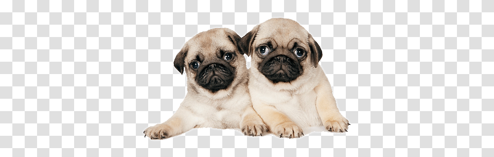 Pug Image Pug Puppy, Dog, Pet, Canine, Animal Transparent Png