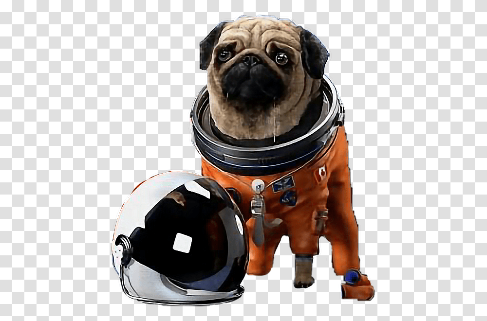 Pug In Space Suit, Person, Helmet, Canine Transparent Png