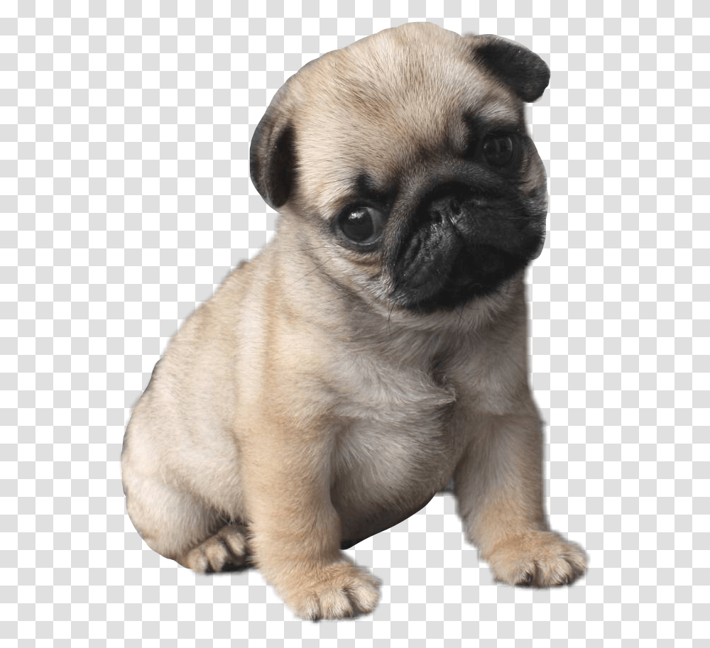 Pug Life Cutest Pug, Dog, Pet, Canine, Animal Transparent Png