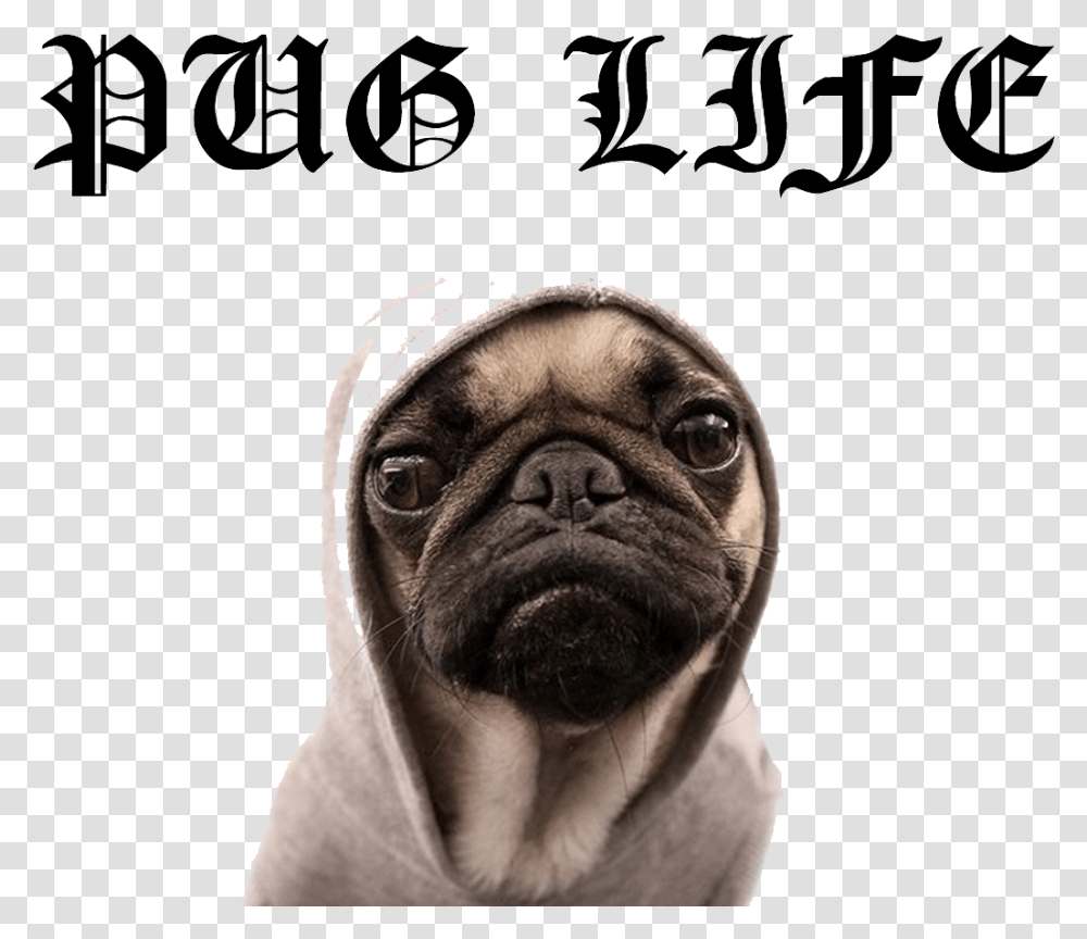 Pug Life File Pug, Dog, Pet, Canine, Animal Transparent Png