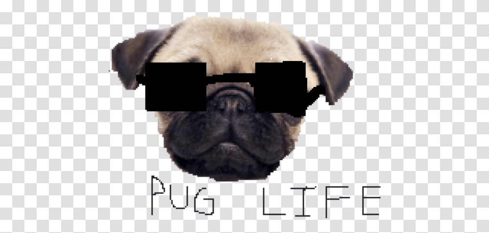 Pug Life, Snout, Head, Mammal, Animal Transparent Png
