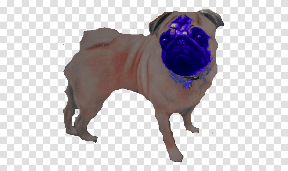 Pug, Mammal, Animal, Dog, Pet Transparent Png