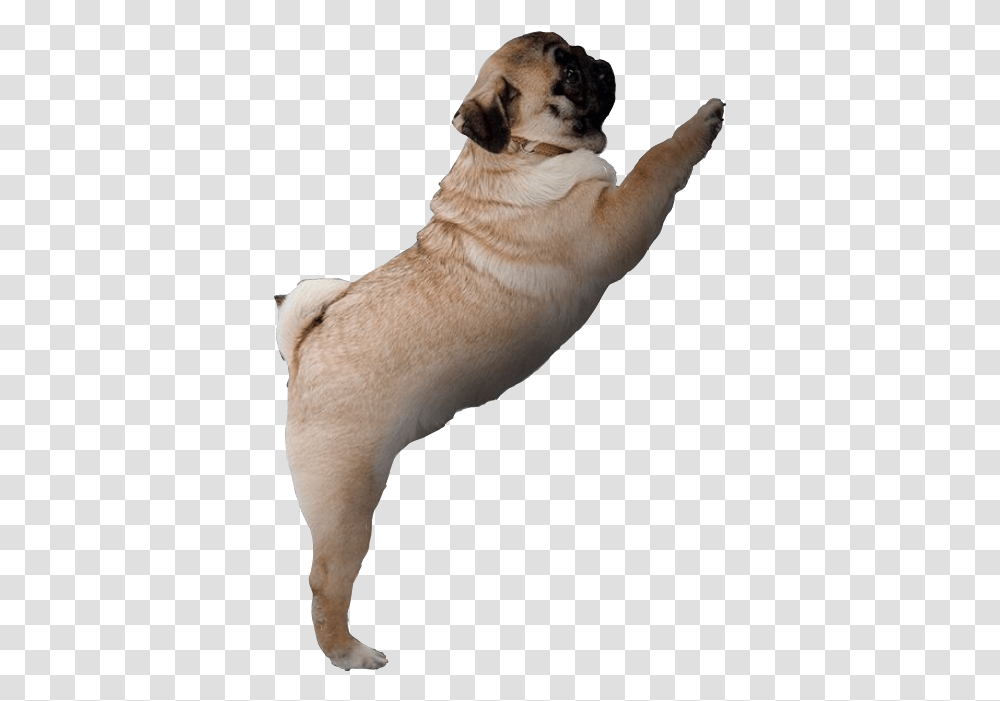 Pug Pug, Dog, Pet, Canine, Animal Transparent Png