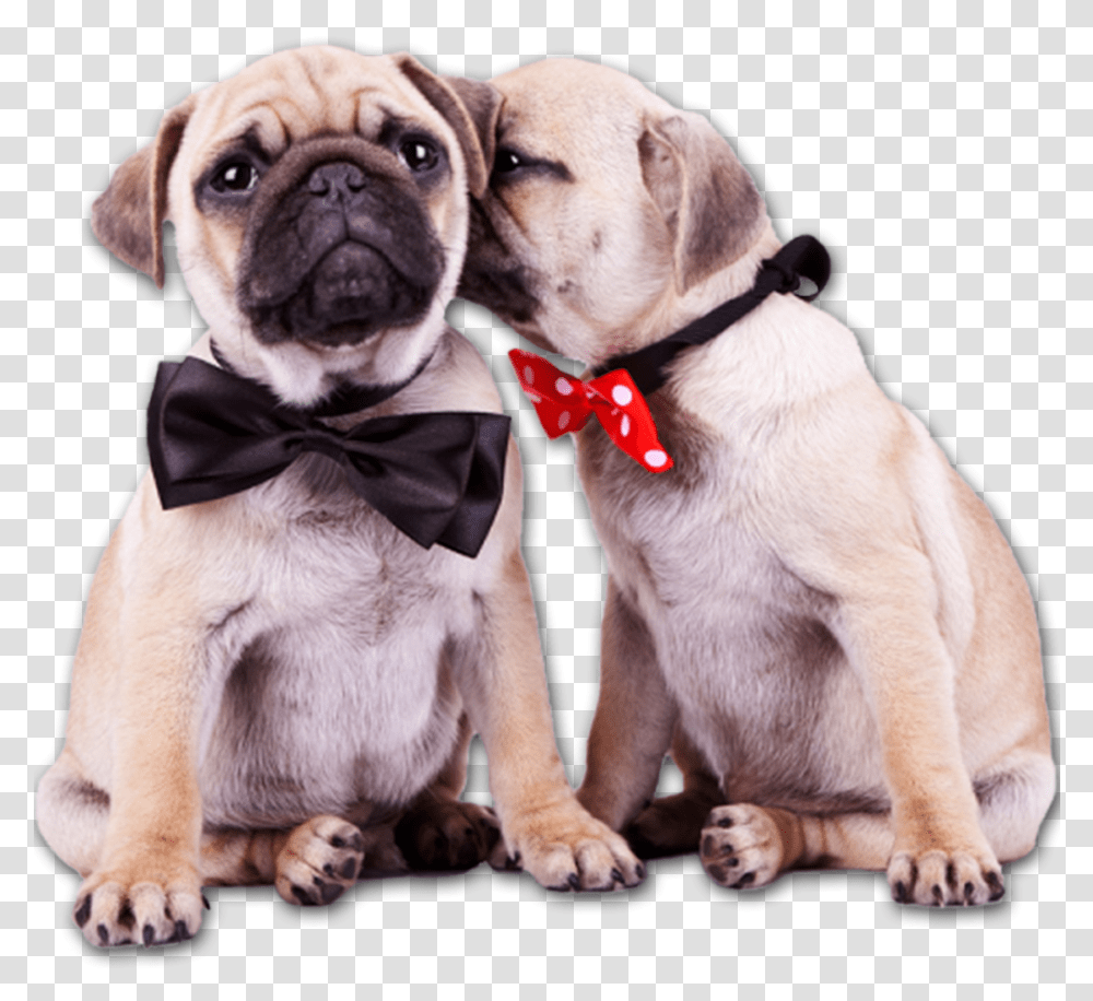 Pug Puppies, Dog, Pet, Canine, Animal Transparent Png