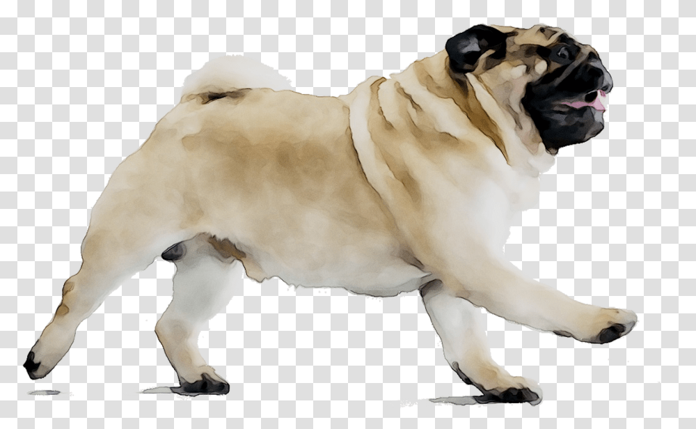 Puggle Dog Breed Beagle Companion Dog Pug On Diet, Canine, Mammal, Animal, Pet Transparent Png