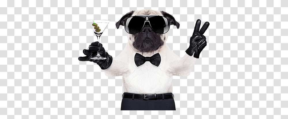 Puggle French Bulldog Boxer Cool Pug, Sunglasses, Accessories, Person Transparent Png