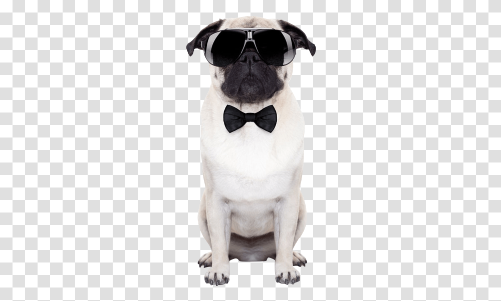 Puggle Sunglasses Stock Photography Puppy Dog With Sunglasses, Accessories, Accessory, Canine, Mammal Transparent Png
