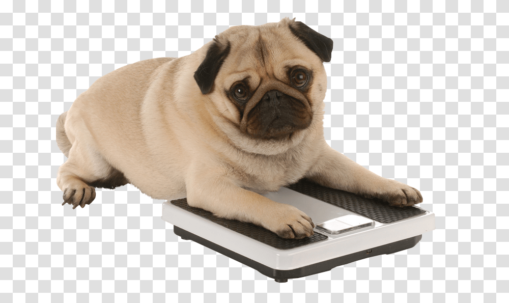 Pugs Am I Fat New Resolutions For Pets, Canine, Mammal, Animal, Dog Transparent Png