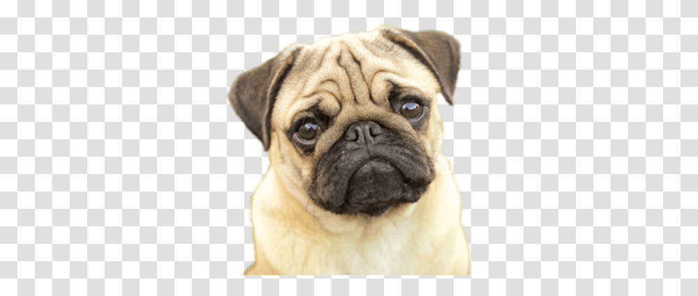 Pugs Images Pug Pros And Cons, Dog, Pet, Canine, Animal Transparent Png
