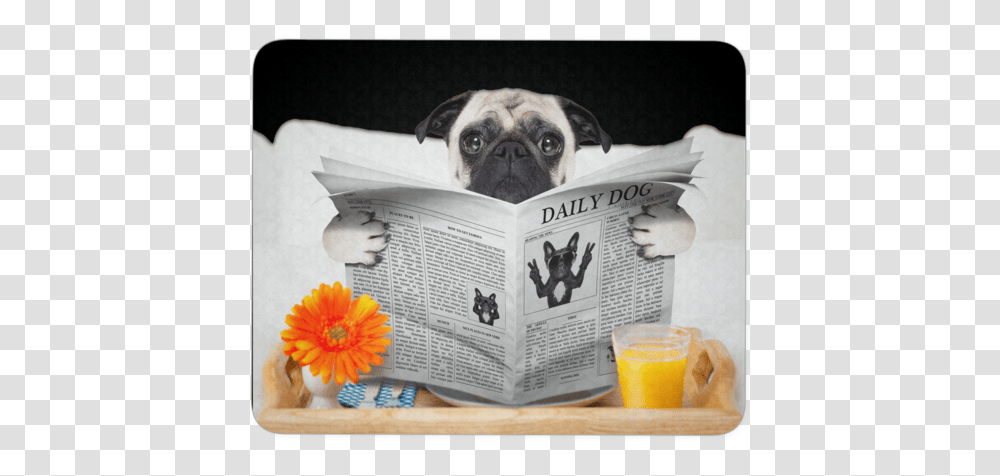 Pugs News Mouse Pad Boarding Dogs, Book, Pet, Canine, Animal Transparent Png