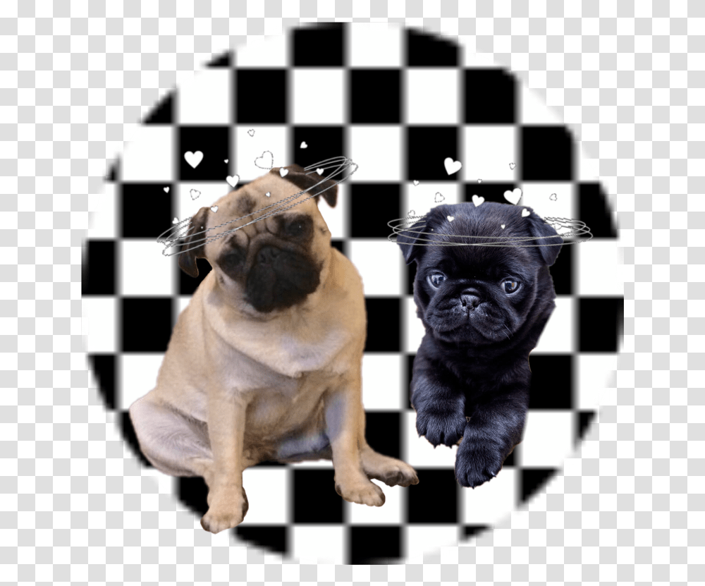 Pugs Turkish Coffee Cup Black And White, Dog, Pet, Canine, Animal Transparent Png