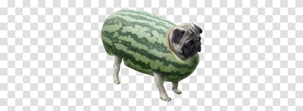 Pugs Watermelon Doggo, Plant, Fruit, Food, Animal Transparent Png