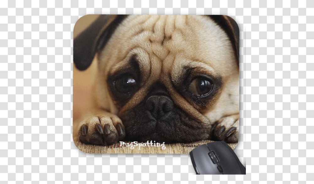 Pugspotting Pug Head Shot Mouse Pads Cute Sad Puppy Eyes, Dog, Pet, Canine, Animal Transparent Png