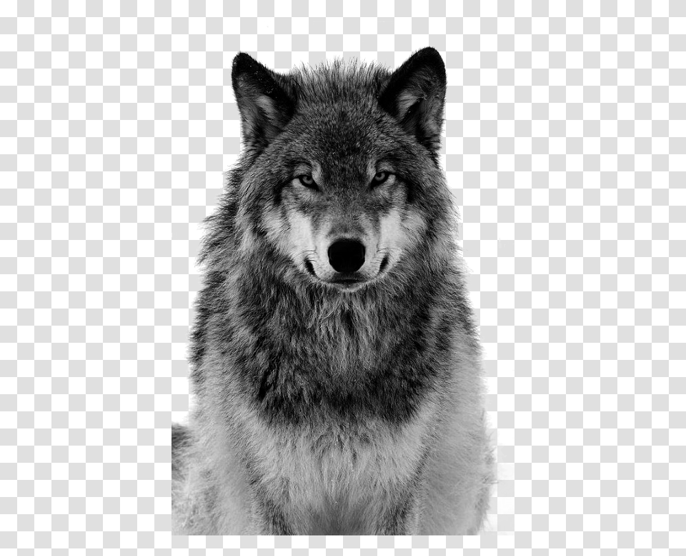 Pull Canidae Arctic Material Dog Grey Tiger Clipart Black And White Wolf Face, Mammal, Animal, Bear, Wildlife Transparent Png
