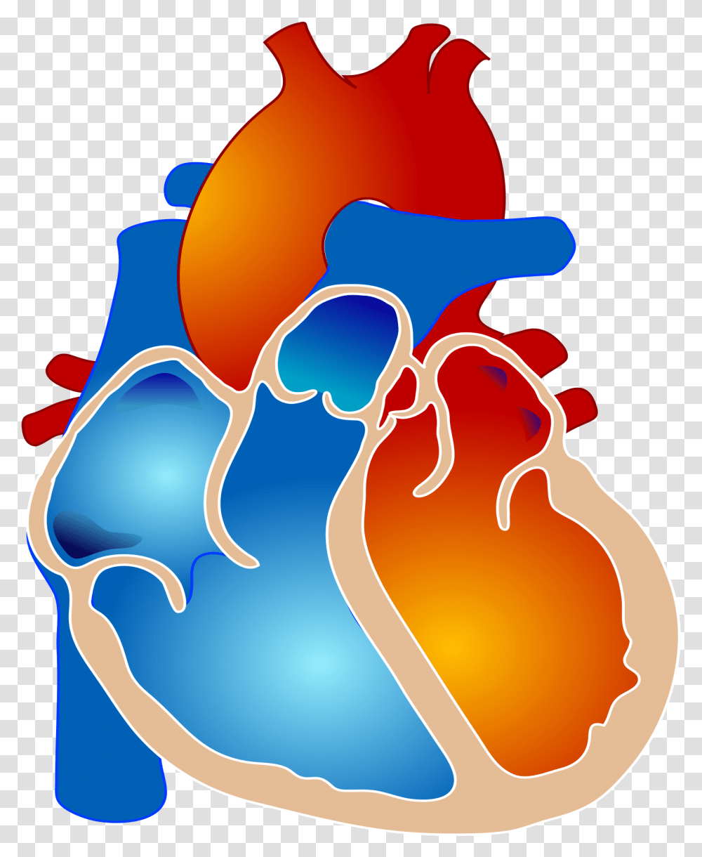 Pulmonary Atresia With Single Ventricle Clipart Tetralogy Of Fallot, Food, Heart Transparent Png