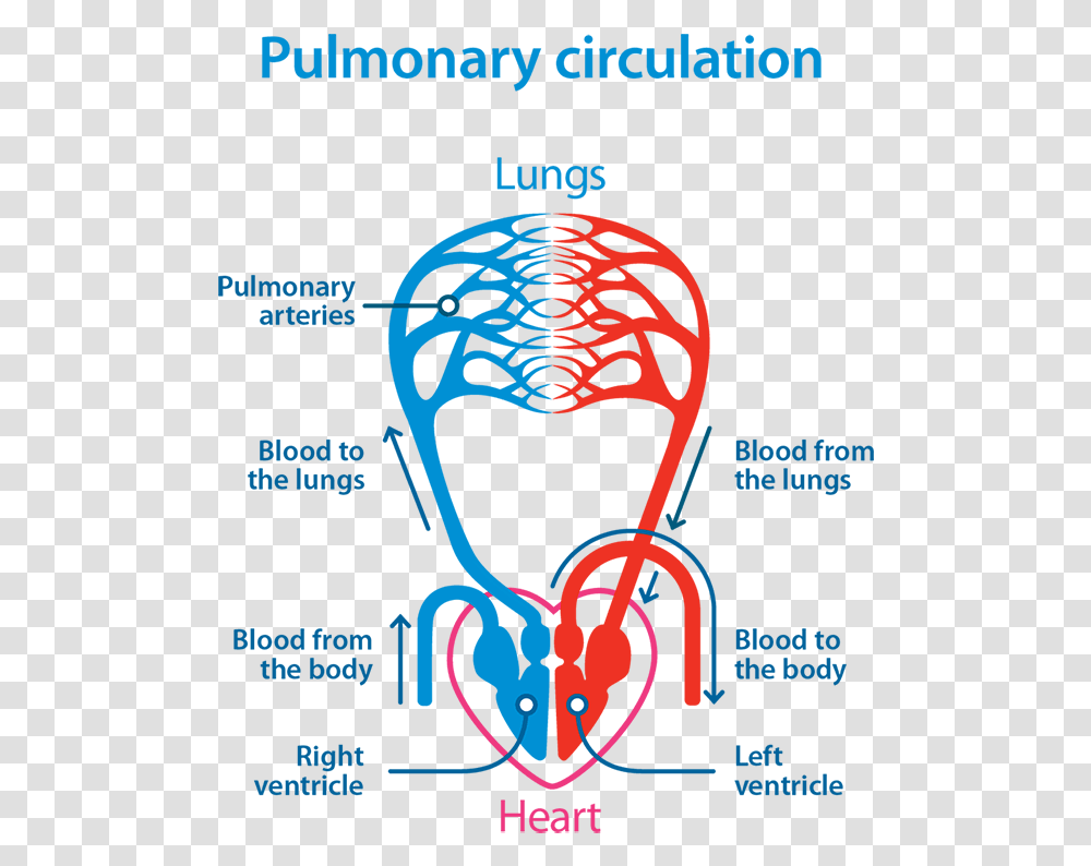 Pulmonary Circulation Diagram Pulmonary Circulation Simple Diagram, Advertisement, Poster, Paper Transparent Png
