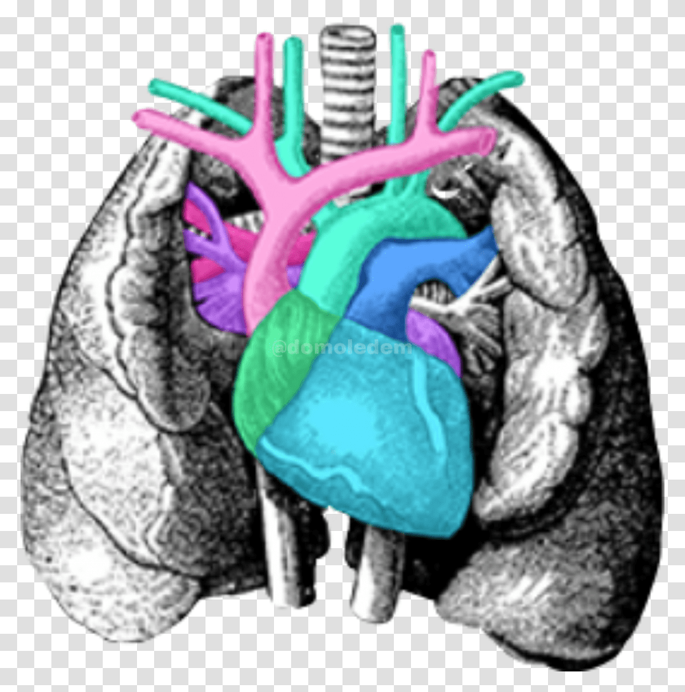 Pulmones Corazon Arterias Freetoedit Vintage Internal Organs Art Transparent Png