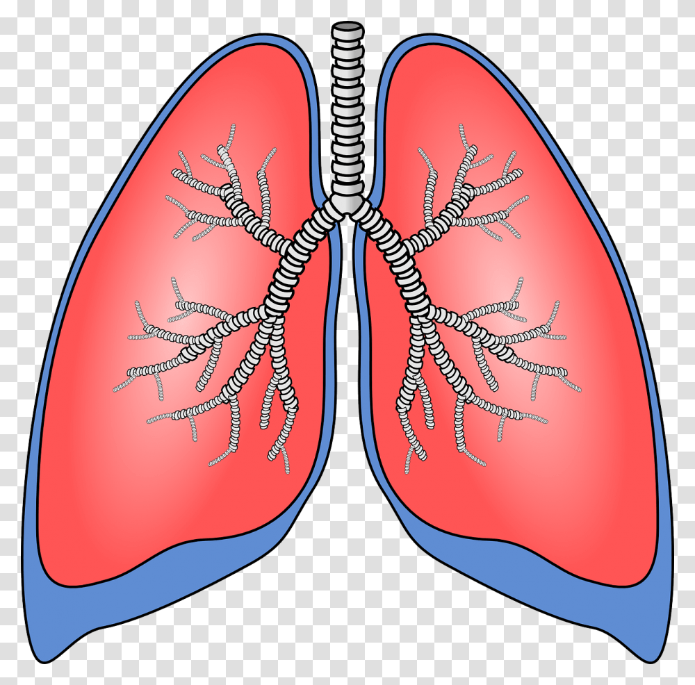 Pulmones Rgano Anatoma Bronquios Lung Clipart, Pattern, Ornament, Heart Transparent Png
