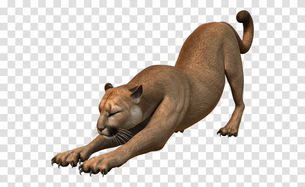 Puma Animal 6 Image, Mammal, Pet, Cat, Wildlife Transparent Png