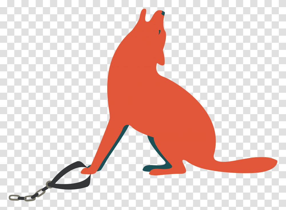 Puma, Animal, Mammal, Kangaroo, Wallaby Transparent Png