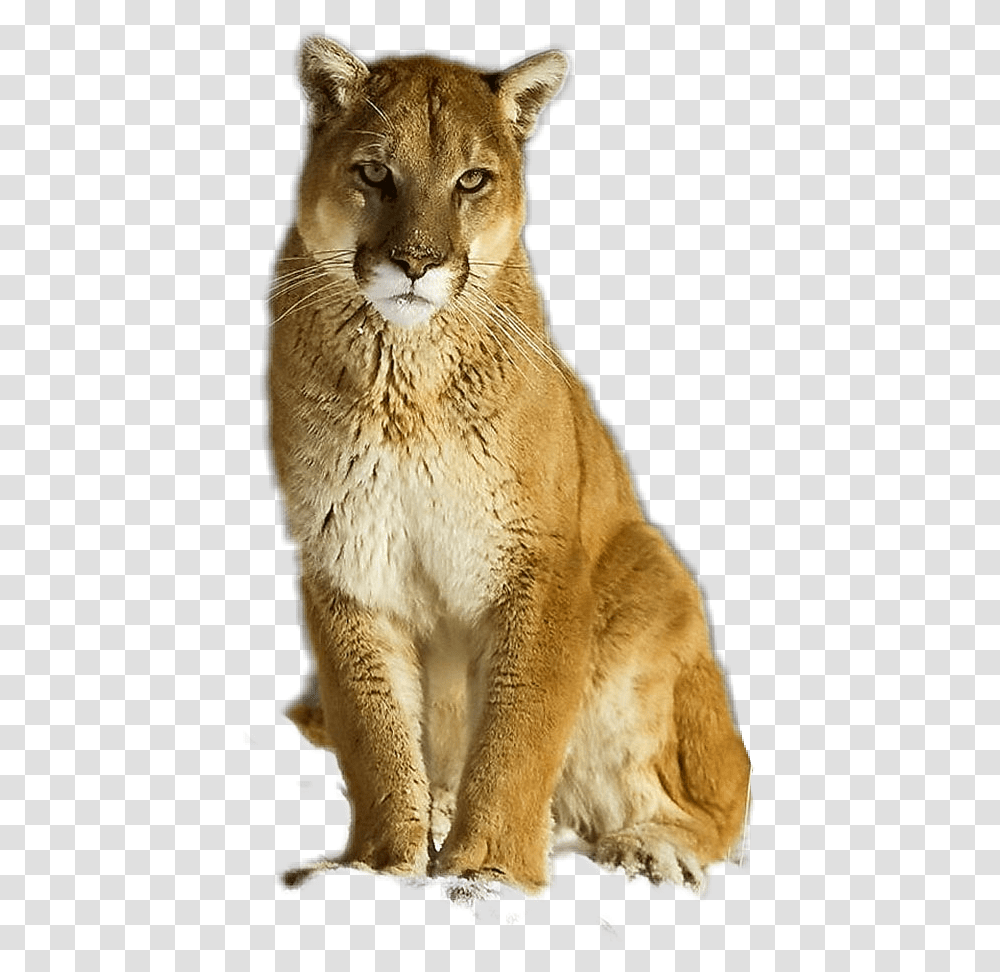 Puma Cougar Mountainlion Eastern Cougar, Mammal, Animal, Wildlife, Bear Transparent Png