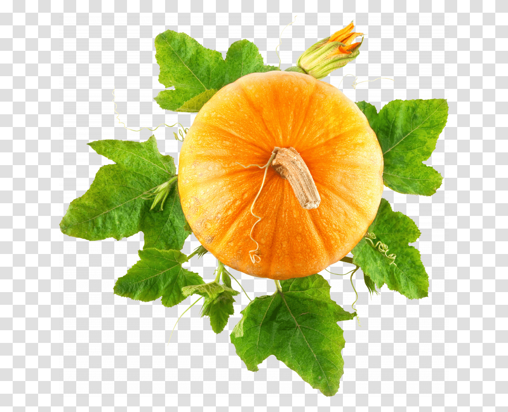 Pumpkin Plant, Produce, Food, Fruit, Grapefruit Transparent Png