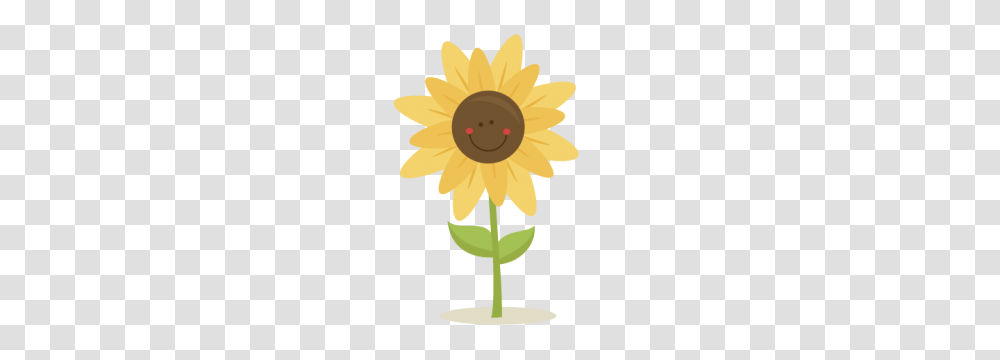 Pumpkin Sunflower Harvest Clipart, Plant, Blossom, Daisy, Daisies Transparent Png