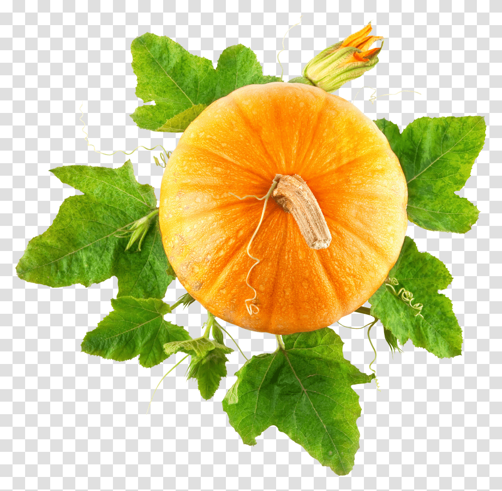 Pumpkin, Vegetable Transparent Png