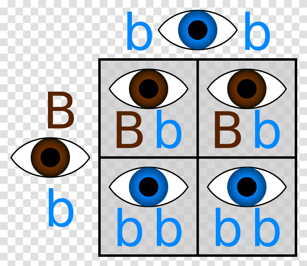 Punnett Hetero Homoblue Punnett Square Eye Color Brown And Blue, Number, Alphabet Transparent Png