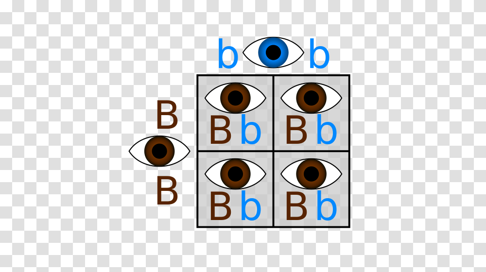 Punnett Square Definition Example, Number, Alphabet Transparent Png