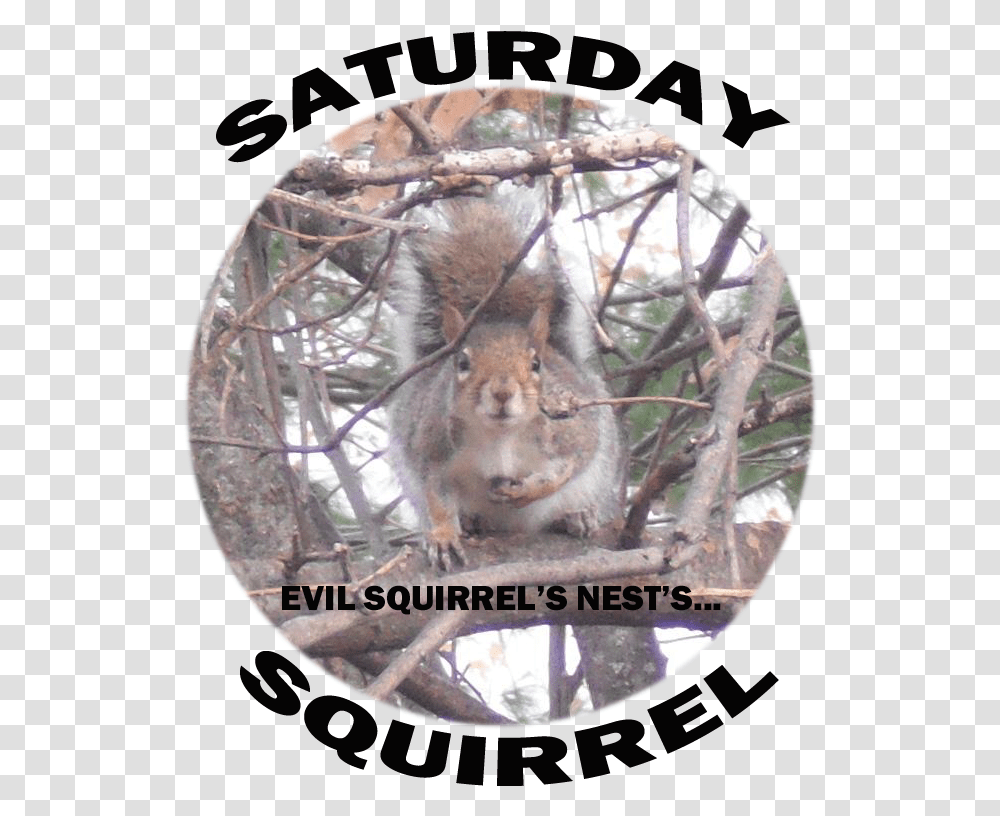 Punxsutawney Phil, Mammal, Animal, Rodent, Squirrel Transparent Png