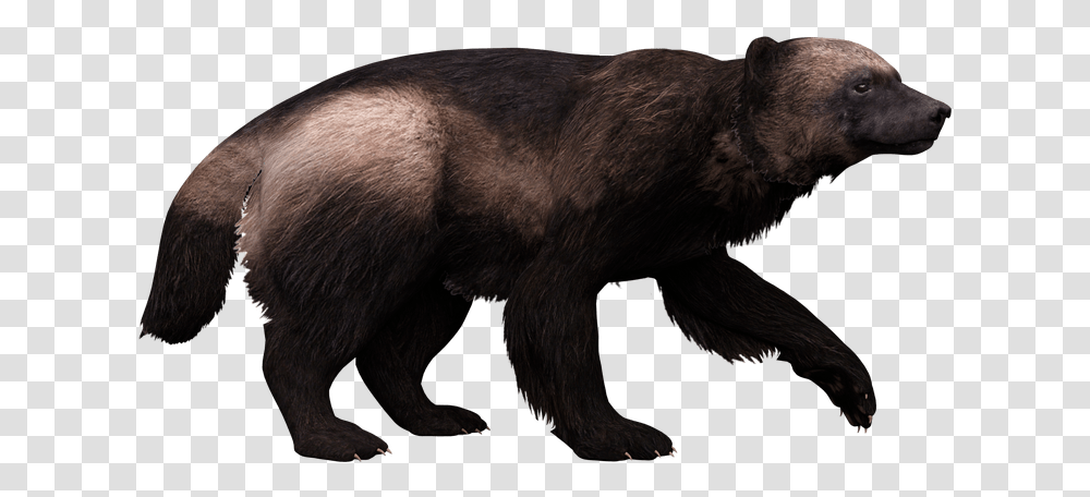 Punxsutawney Phil, Mammal, Animal, Wildlife, Bear Transparent Png