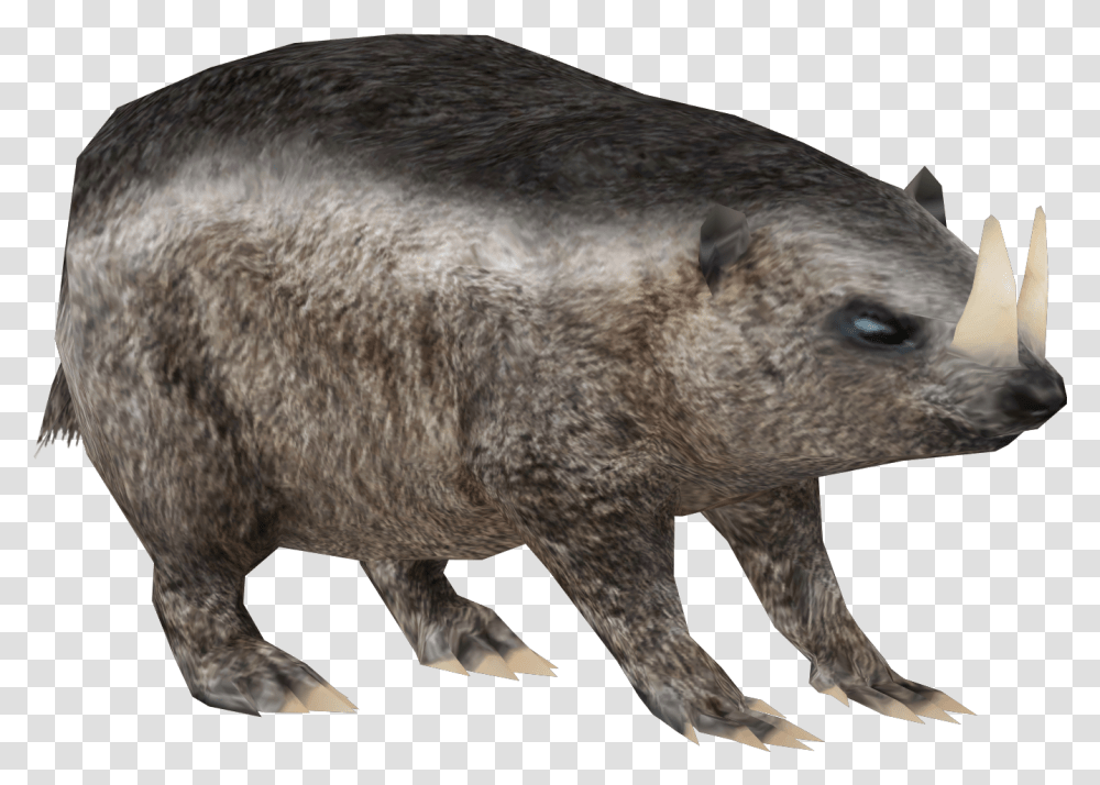 Punxsutawney Phil, Pig, Mammal, Animal, Hog Transparent Png