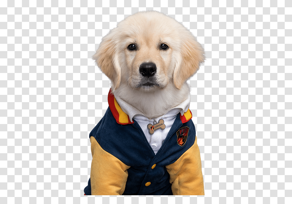 Pup Academy Wiki Pup Academy Pom Pom, Golden Retriever, Dog, Pet, Canine Transparent Png