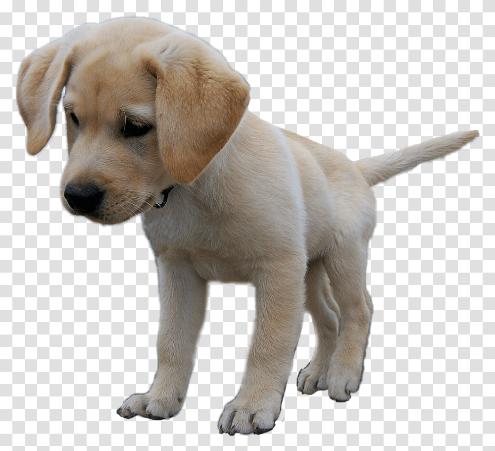 Pup Dog Puppy Labradorretriever Labrador Lab Dogs Puppys Lab, Labrador Retriever, Pet, Canine, Animal Transparent Png