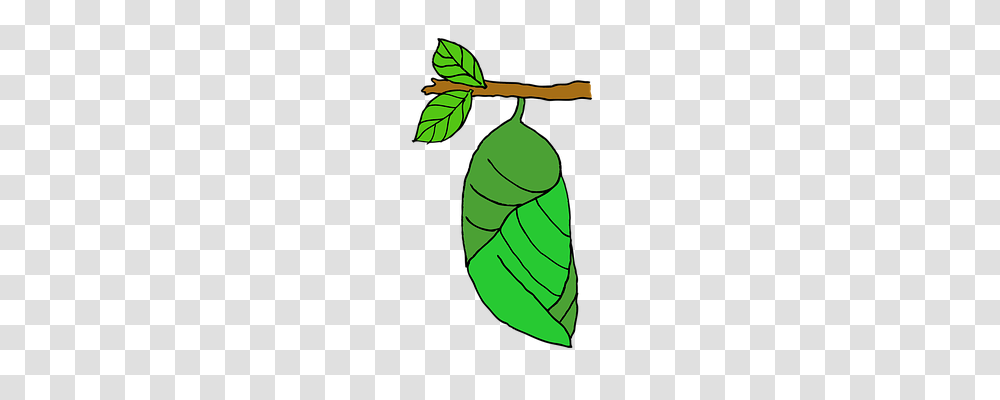 Pupa Nature, Invertebrate, Animal, Worm Transparent Png