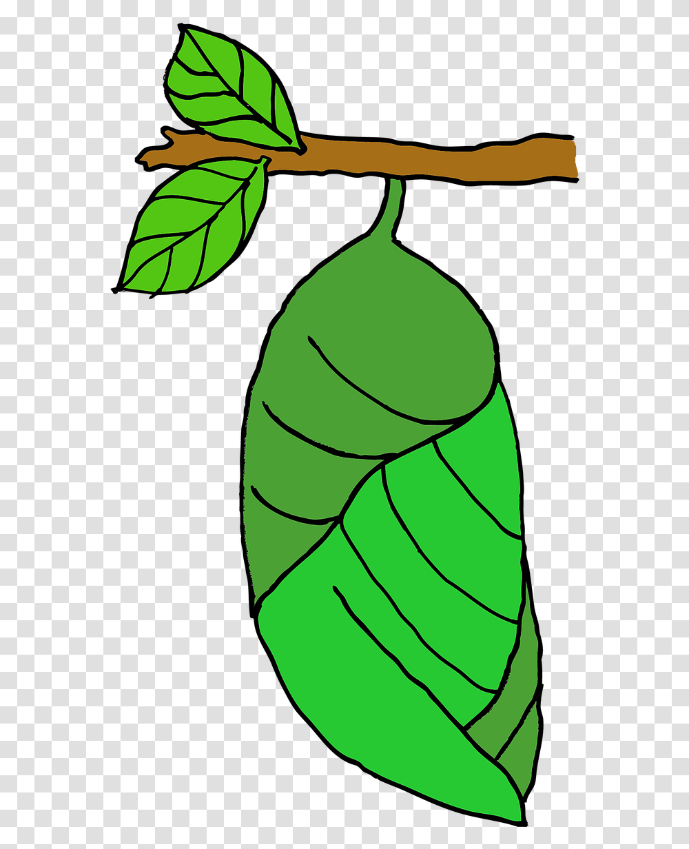 Pupa Butterfly Stage Free Photo Butterfly Pupa, Leaf, Plant, Invertebrate, Animal Transparent Png