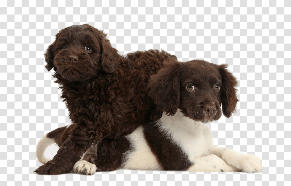 Puppies American Water Spaniel Packground In American Water Spaniel Puppy, Dog, Pet, Canine, Animal Transparent Png